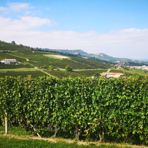 Wines from Piedmont